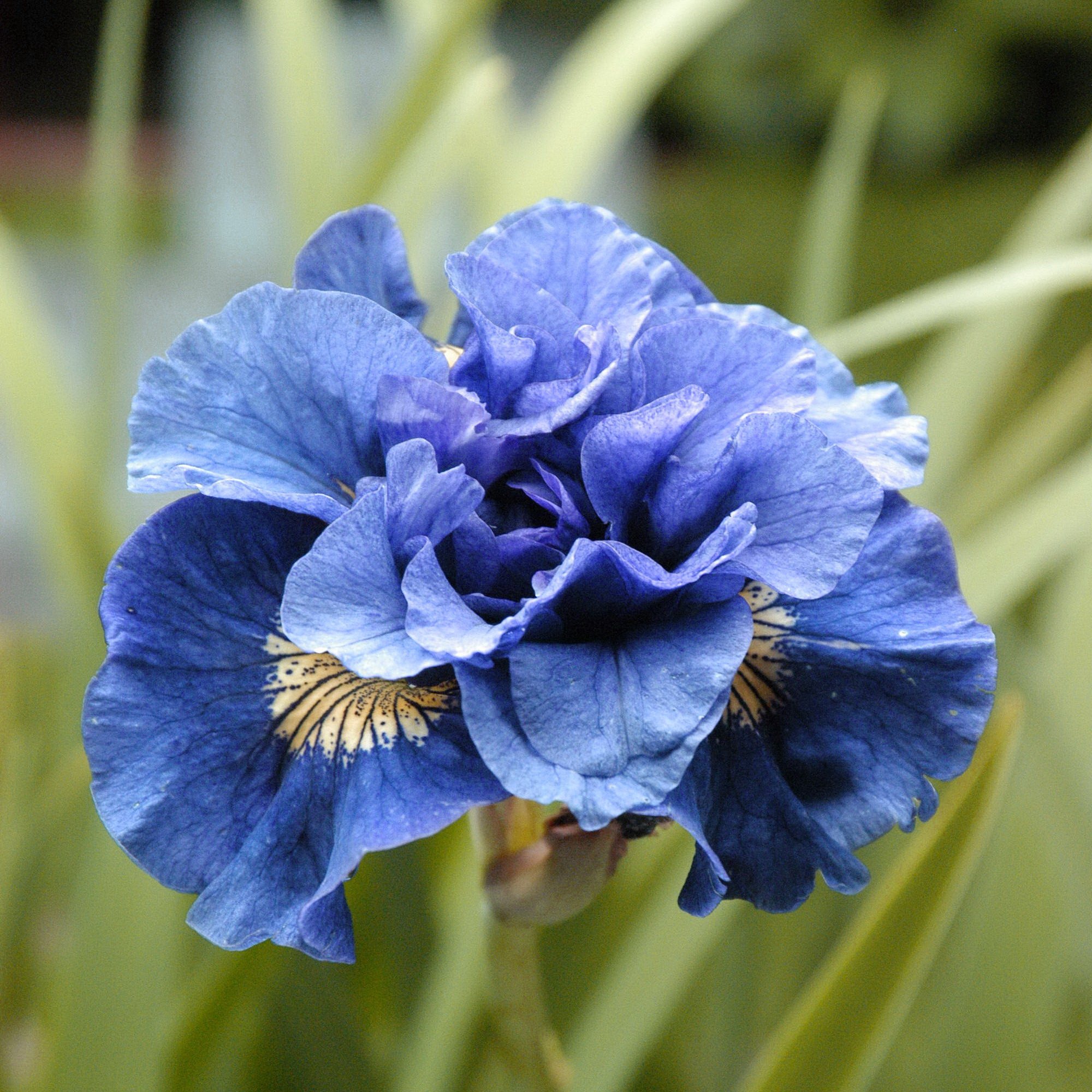 Iris Siberica  "Concord Crush"