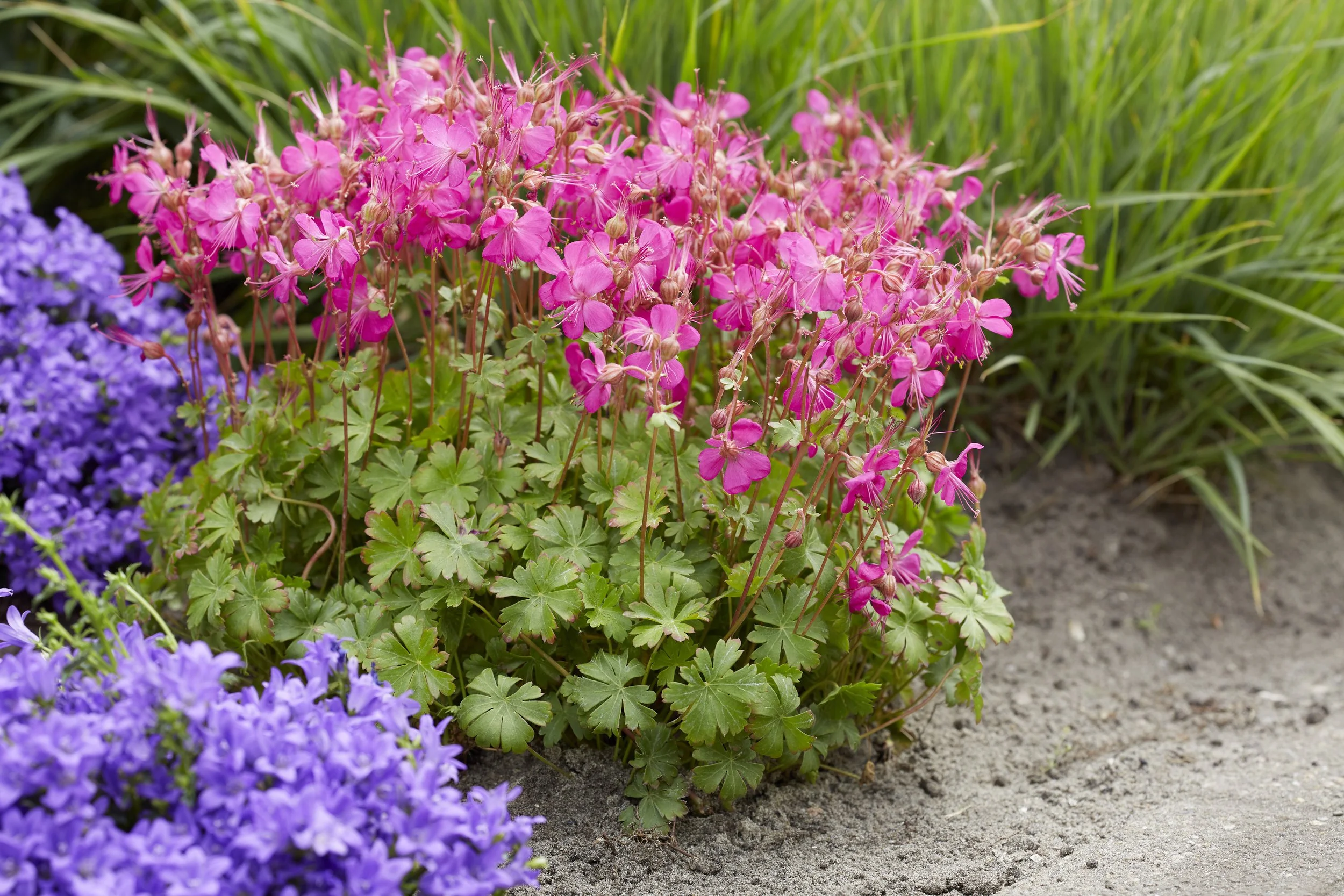 HIRES-Geranium-cantabrigiense-Intense (1).jpg