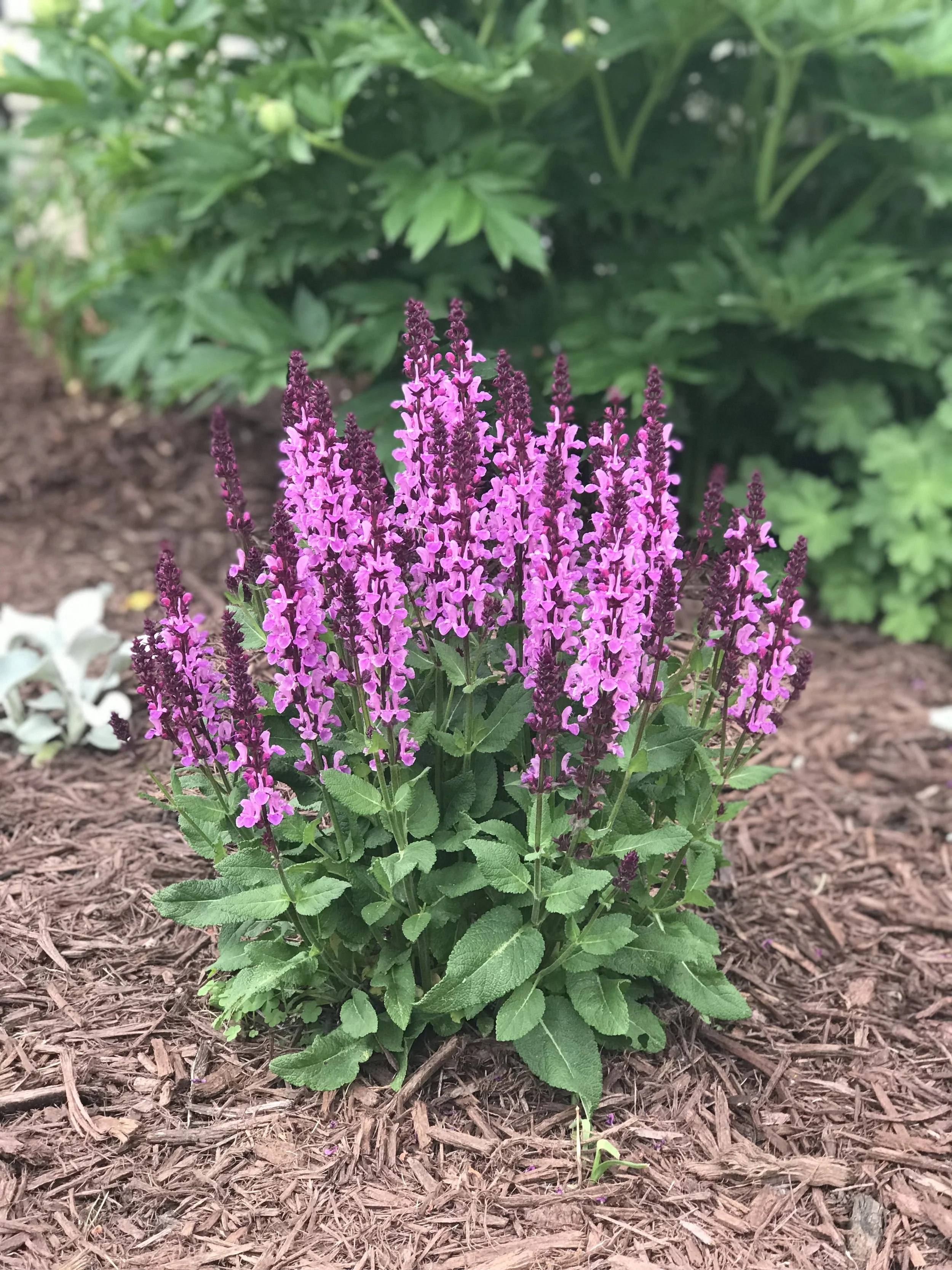 HIRES-Salvia-nemorosa-Rose-Marvel.jpg