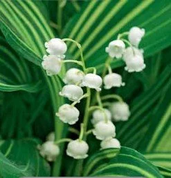 Convallaria albostriata