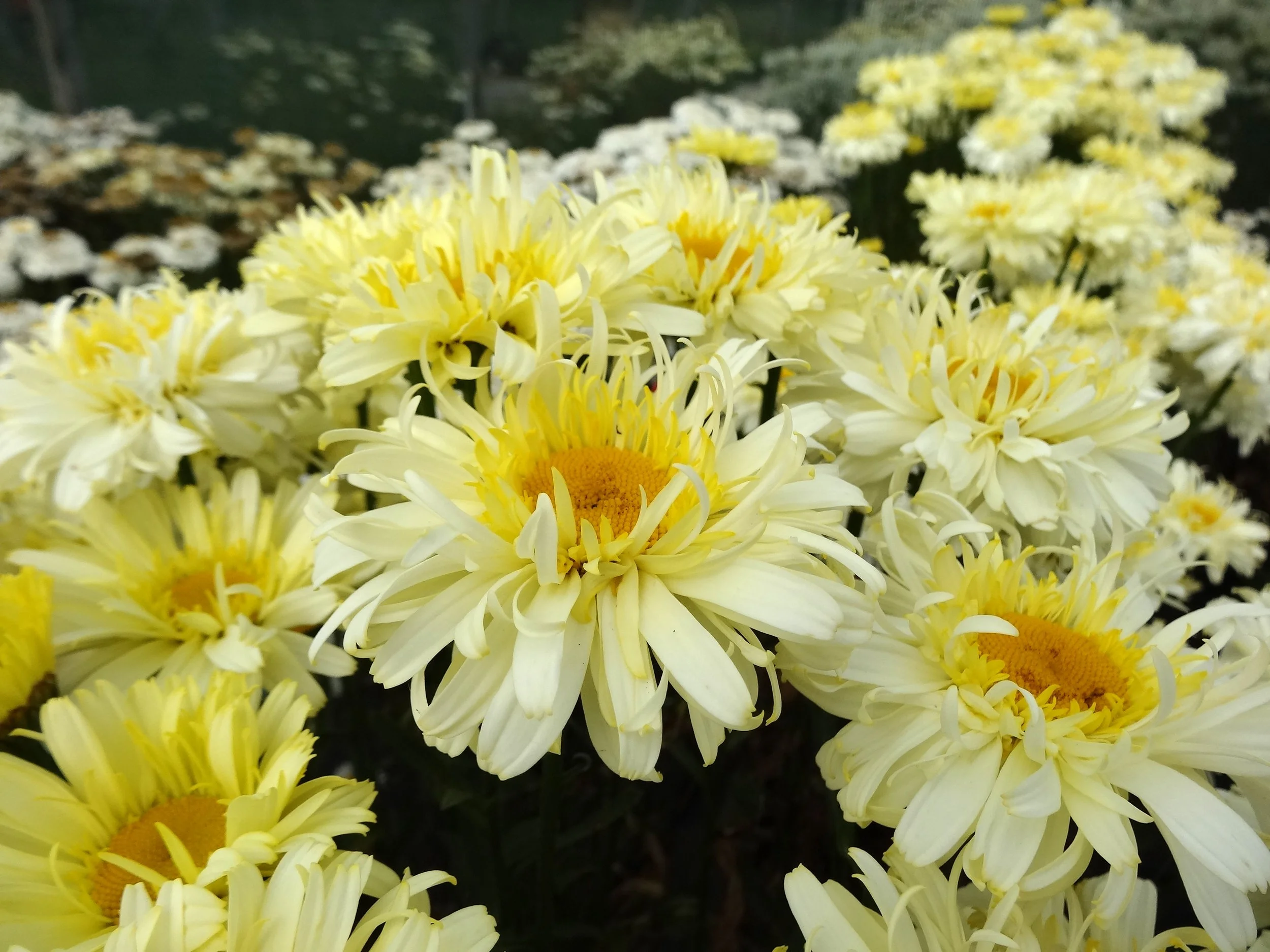 Leucanthemum superbum 'Real Charmer'