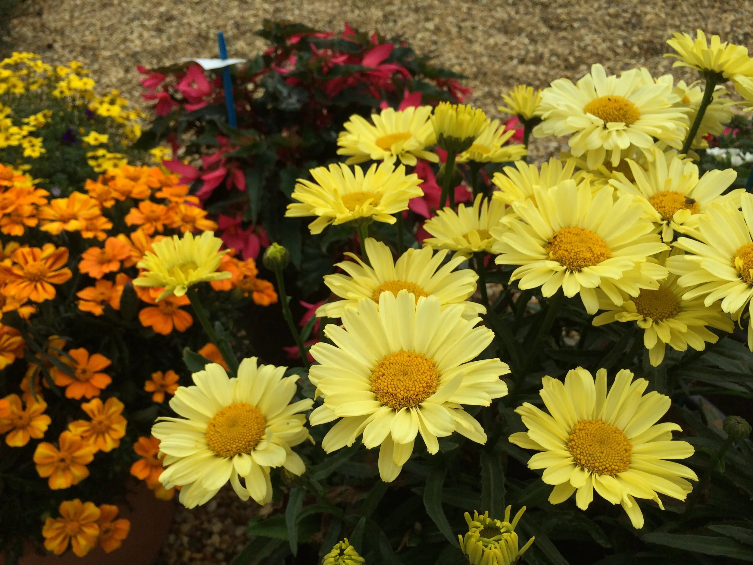 Leucanthemum superbum 'Real Sunbeam'