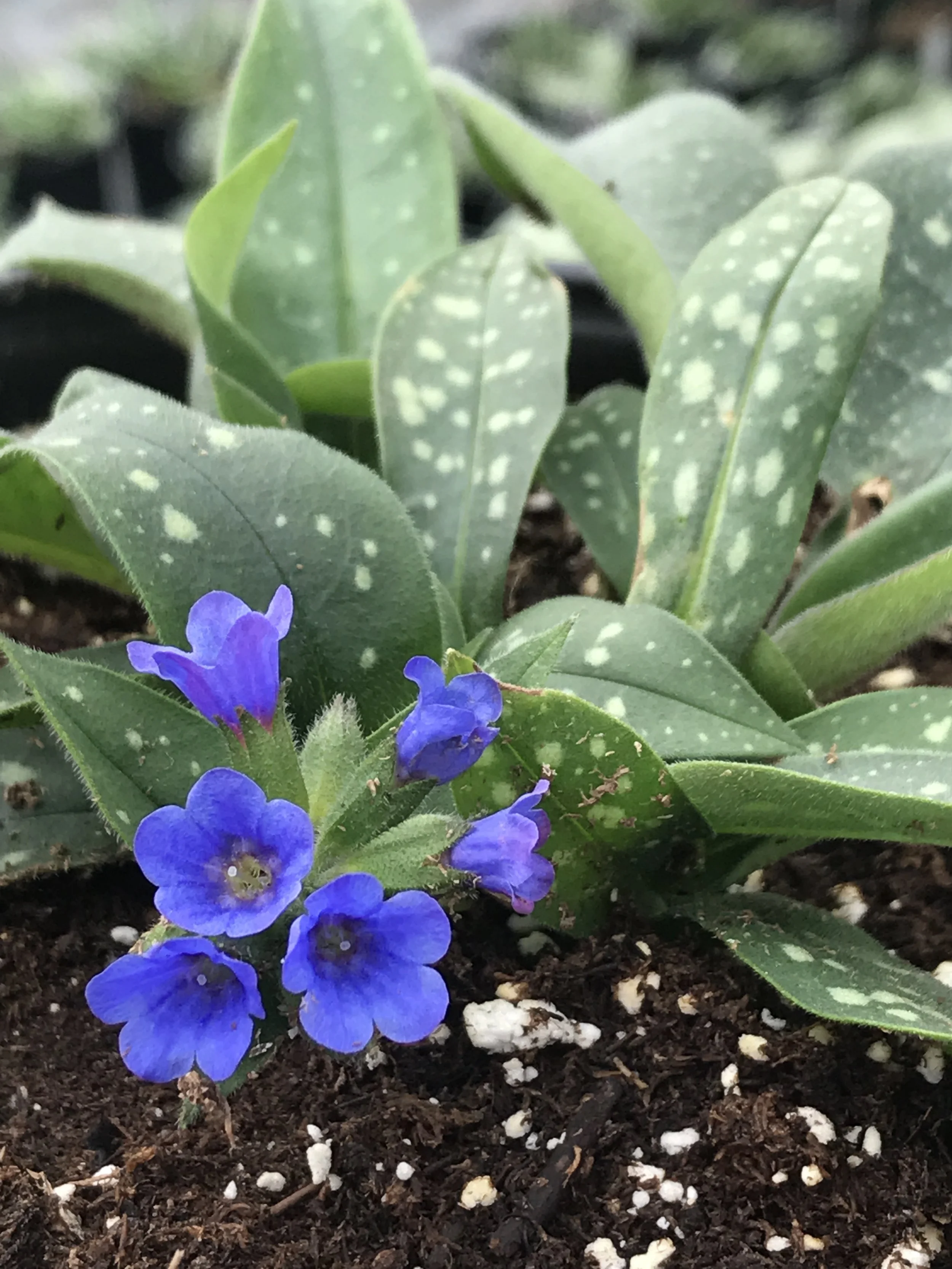 Pulmonaria 'Little Star'