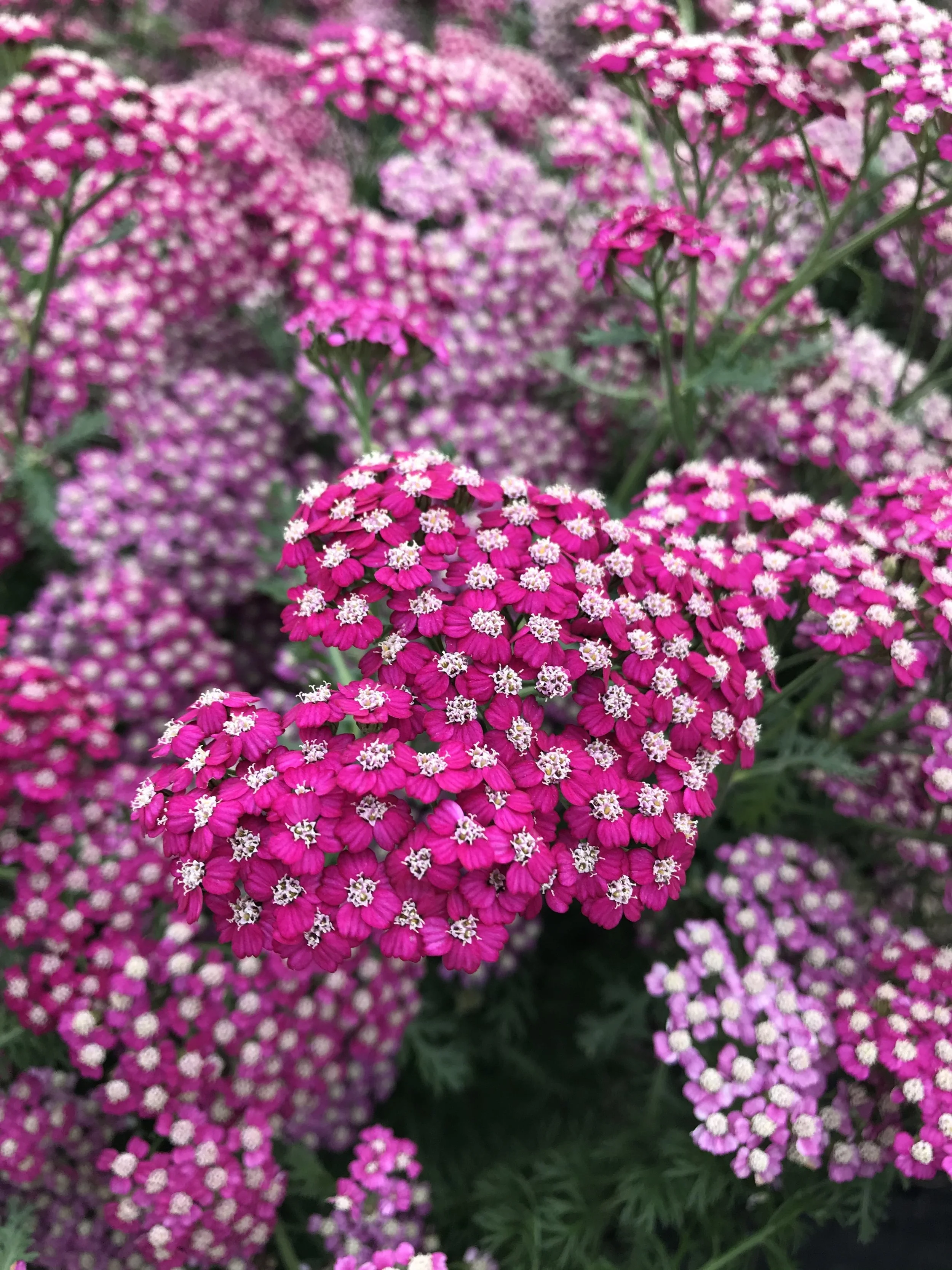 Achillea millefolium 'New Vintage™ Violet'