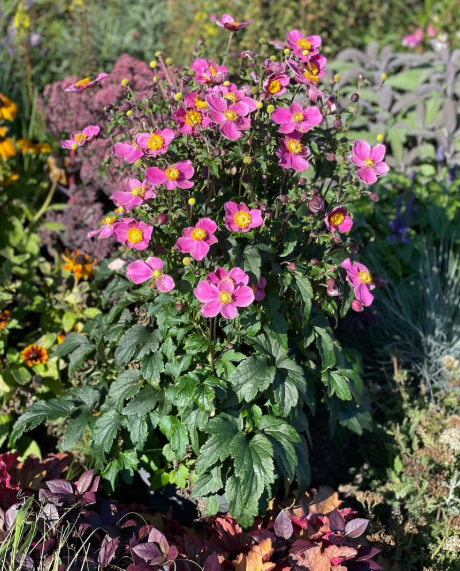 Anemone  ' Dawn Breaker'     COMING SOON!