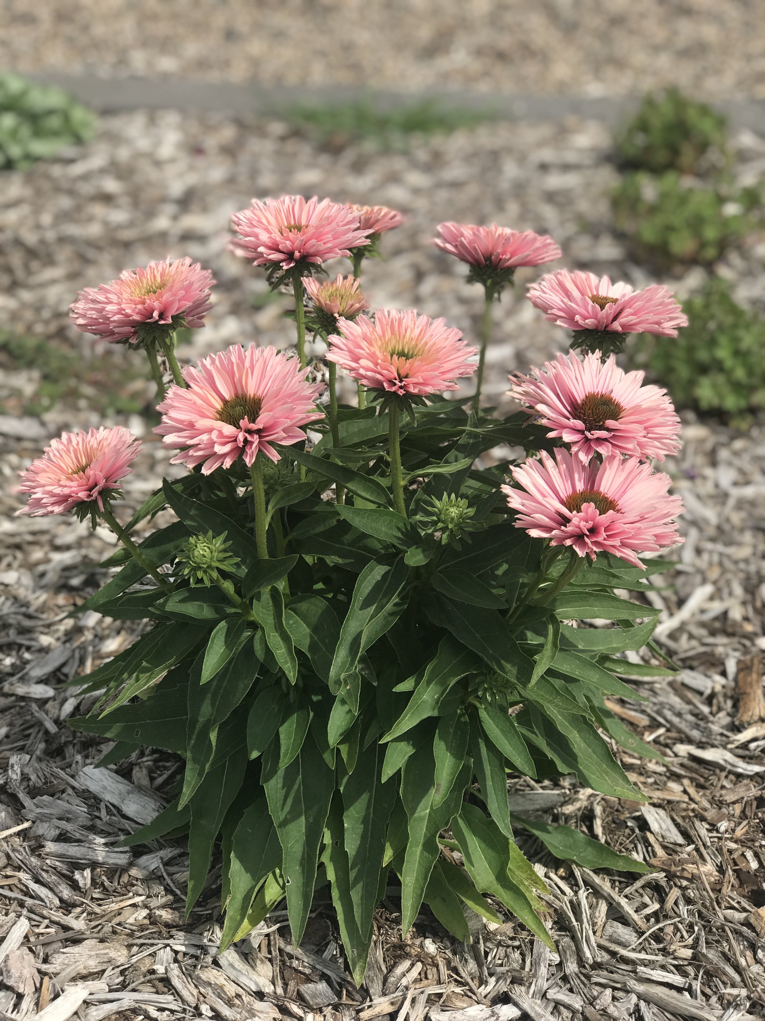 HIRES2-Echinacea-SunSeekers-SunSeekers-Salmon.jpg