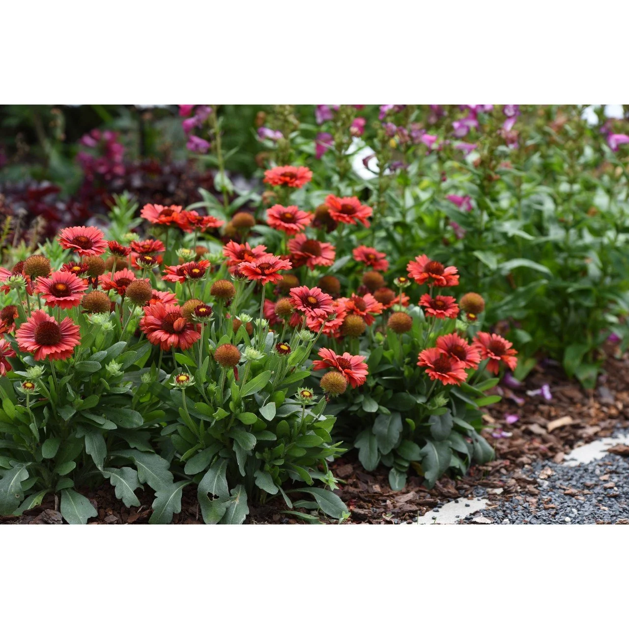 Gaillardia aristata 'Spintop Red'
