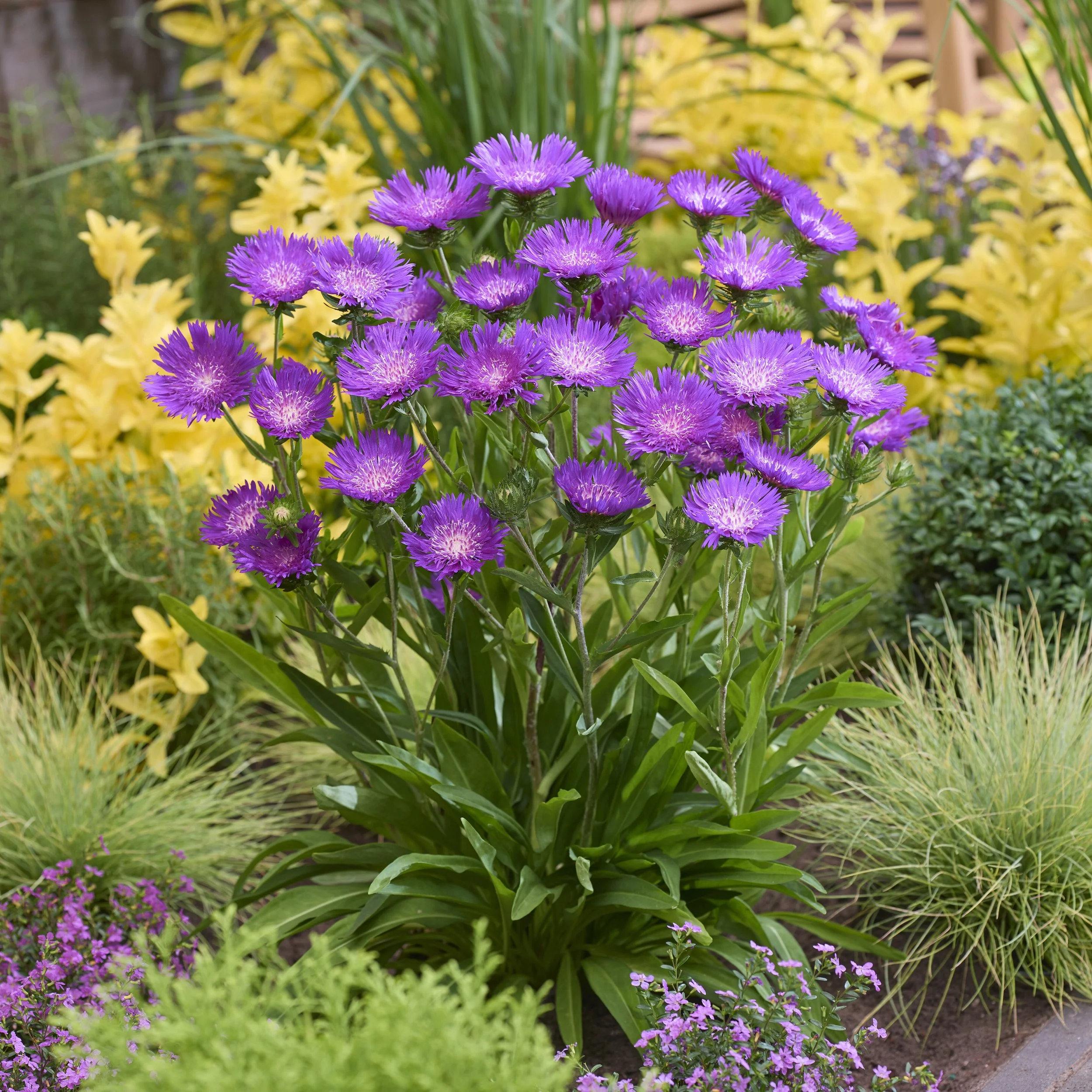 Stokesia - "Amethyst'    COMING SOON!
