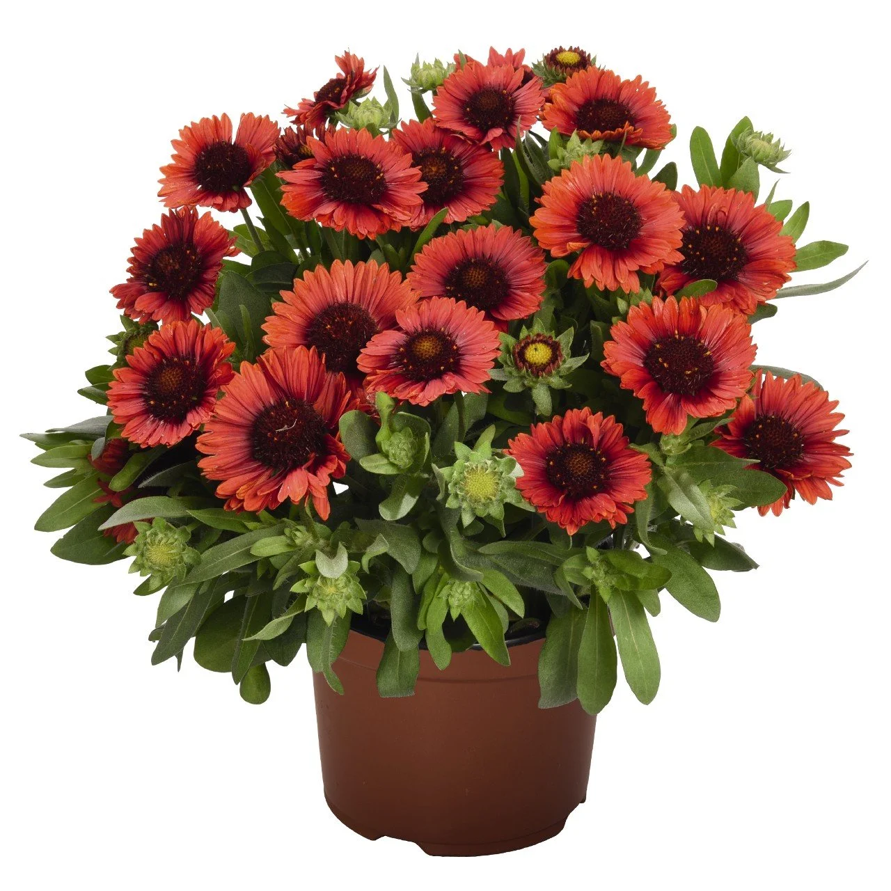 HIRES-Gaillardia-aristata-Spintop-Spintop-Red 2.jpg