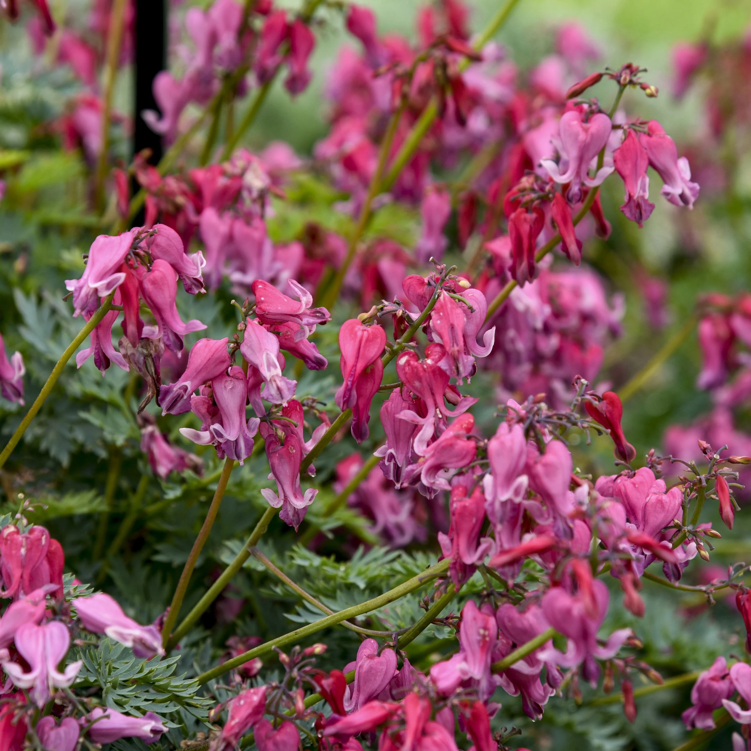 Dicentra 'Passion Hearts' PPAF 0001 high res.jpg
