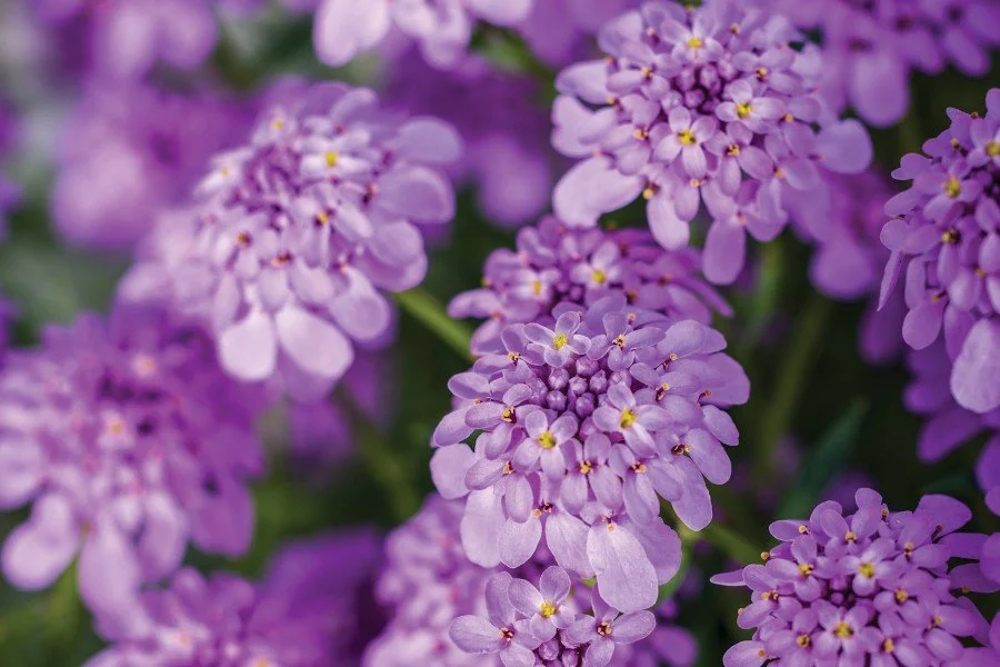 Iberis 'Mermaid Lavender'