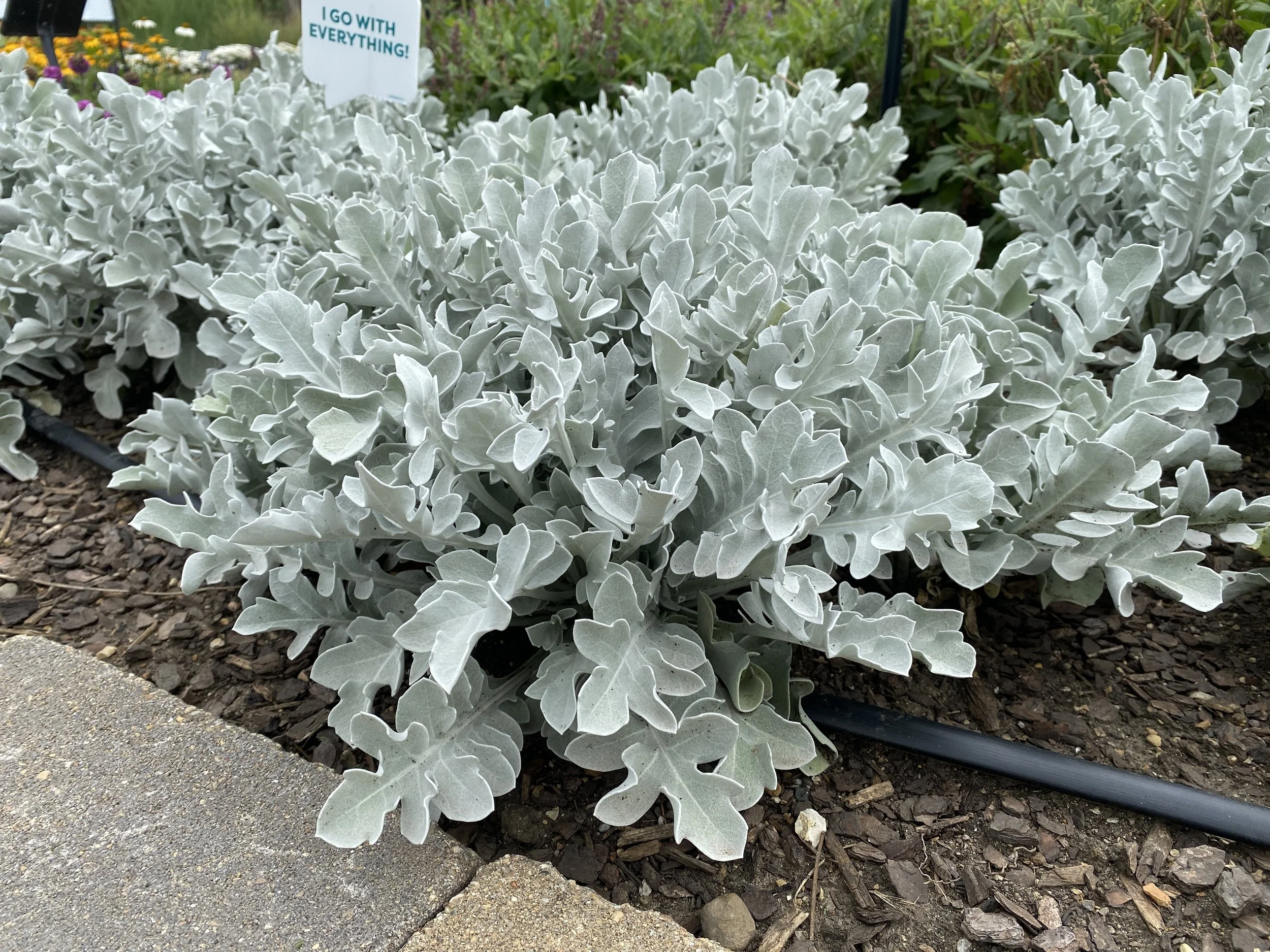 Centaurea ragusina 'Silver Swirl'