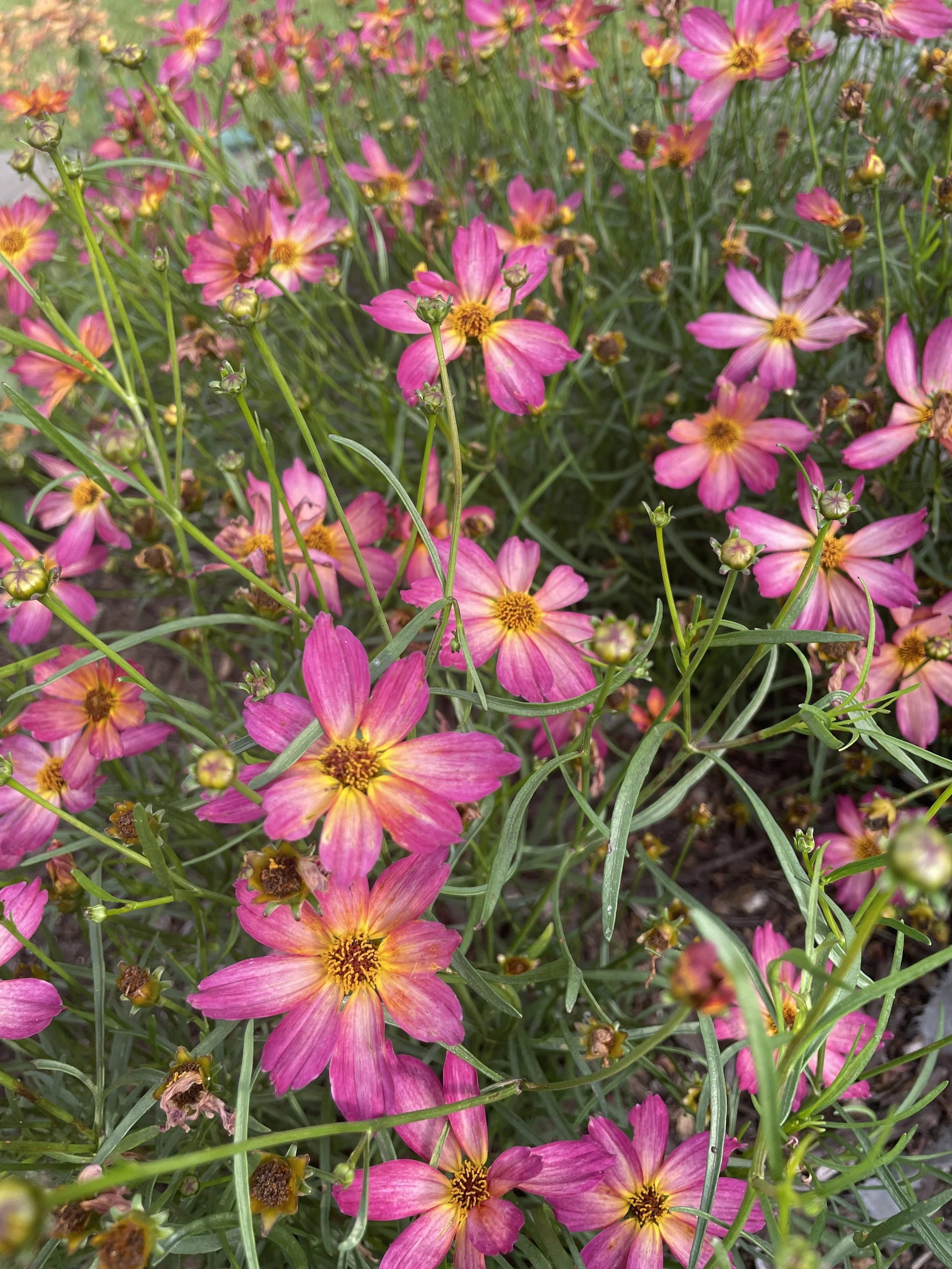 Coreopsis 'Fall Sensation Quartz' - Coming in October!