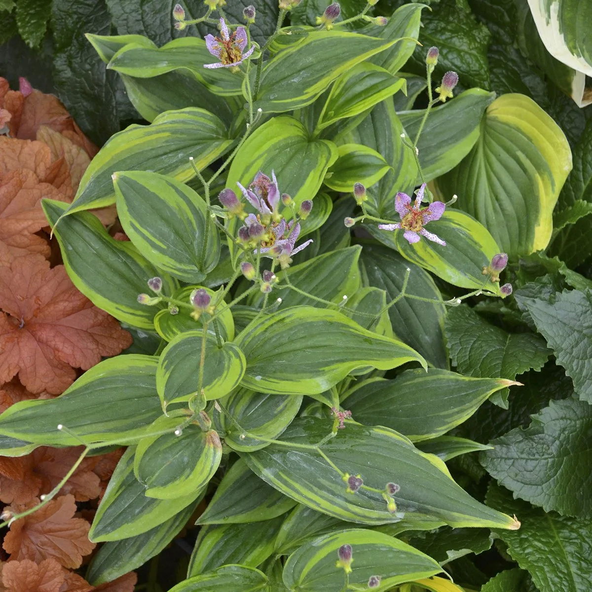 Tricyrtis 'Autumn Glow'