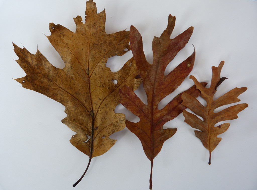 leaves.jpg
