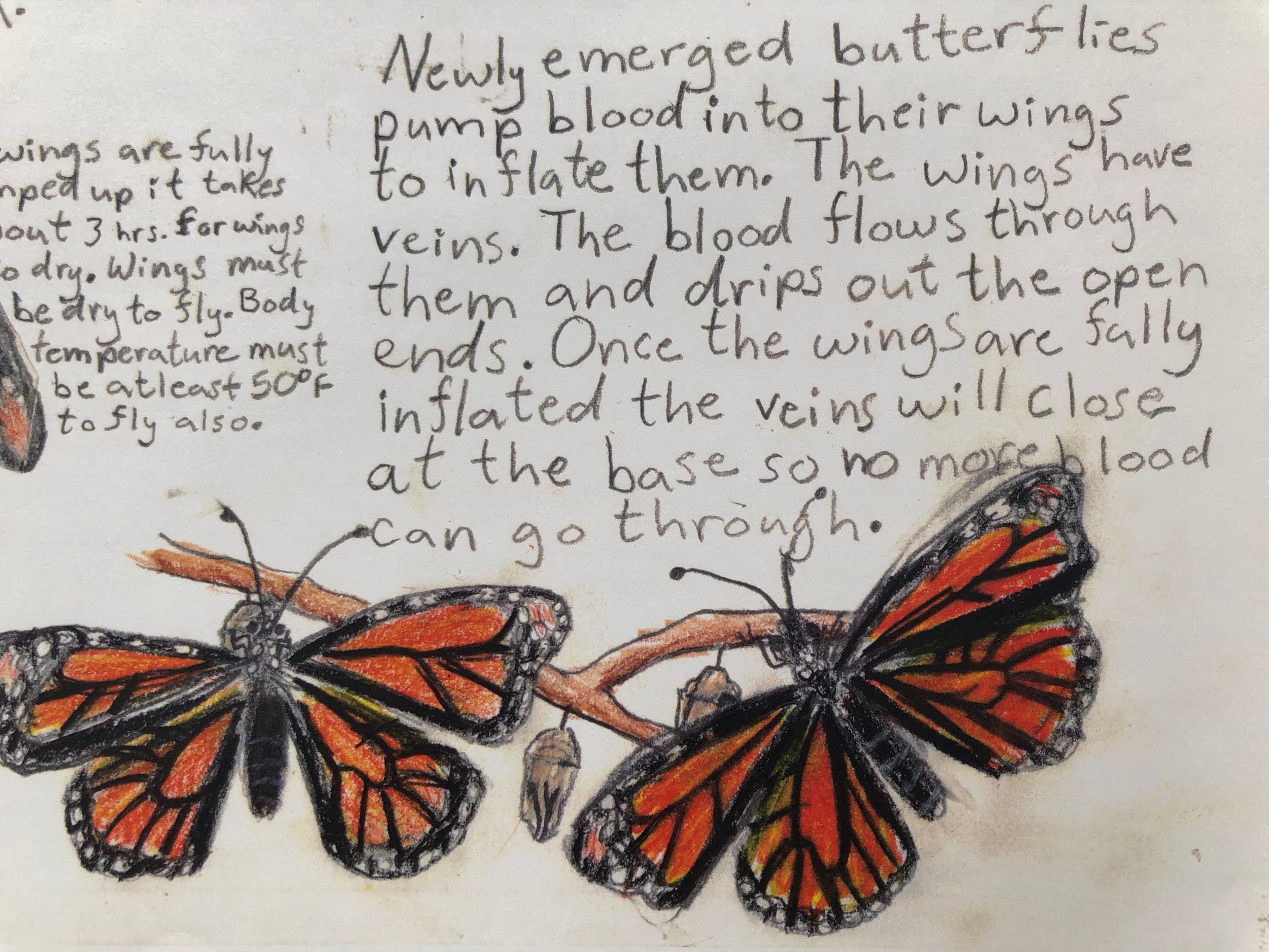 Following the life cycle of the monarch