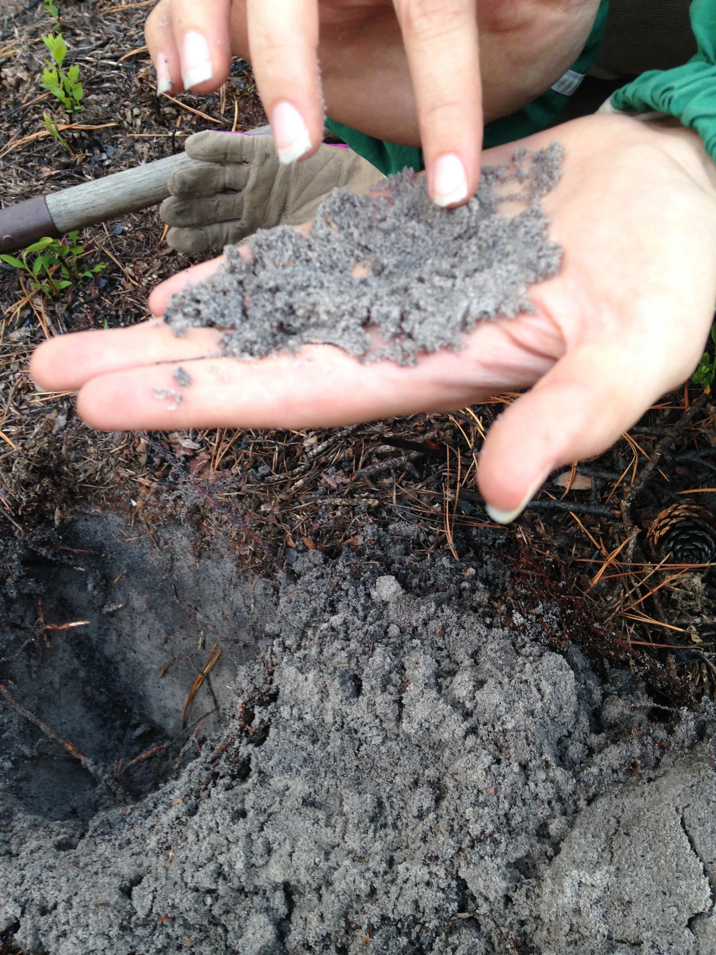 charry soil.jpg