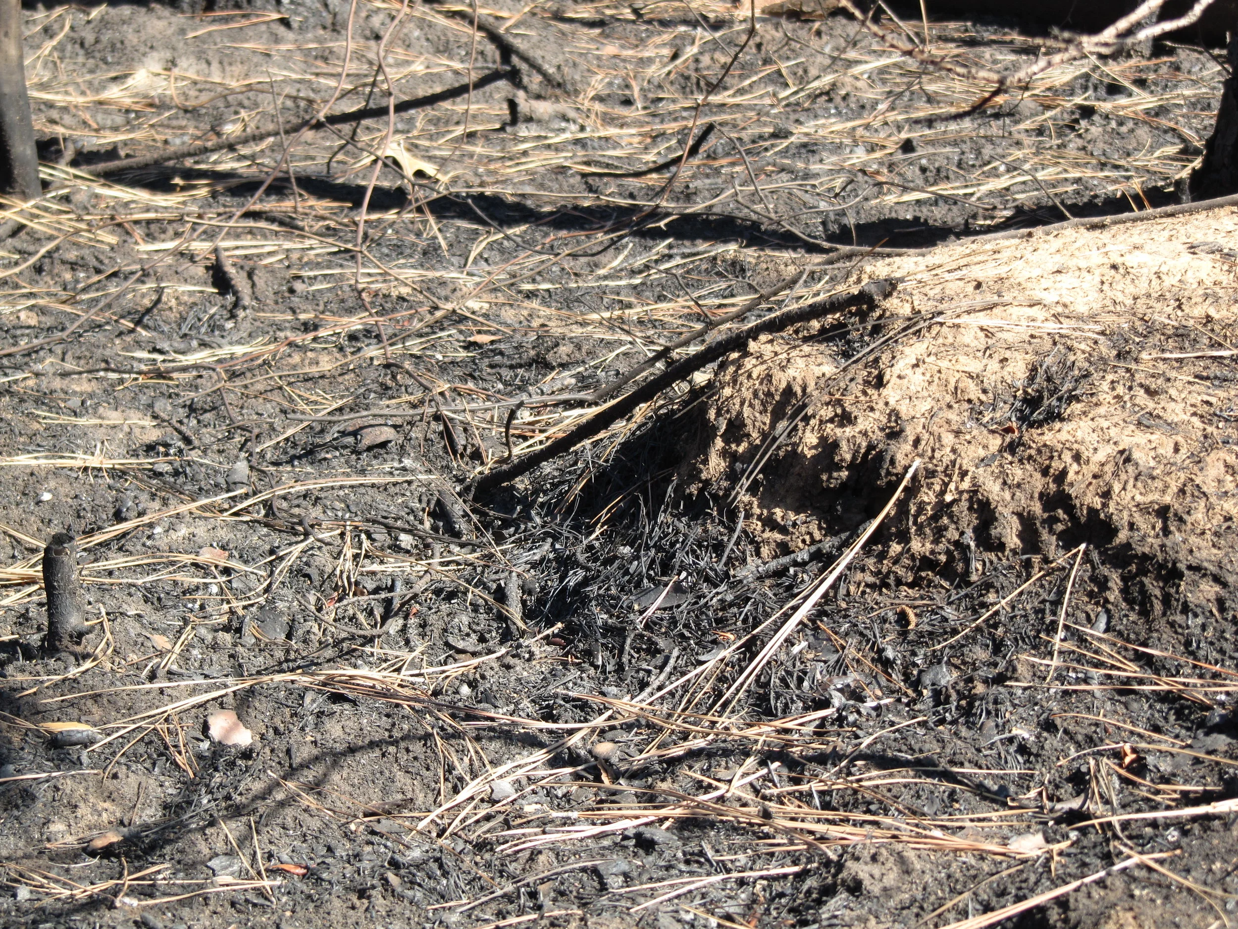 burned surface horizon.JPG