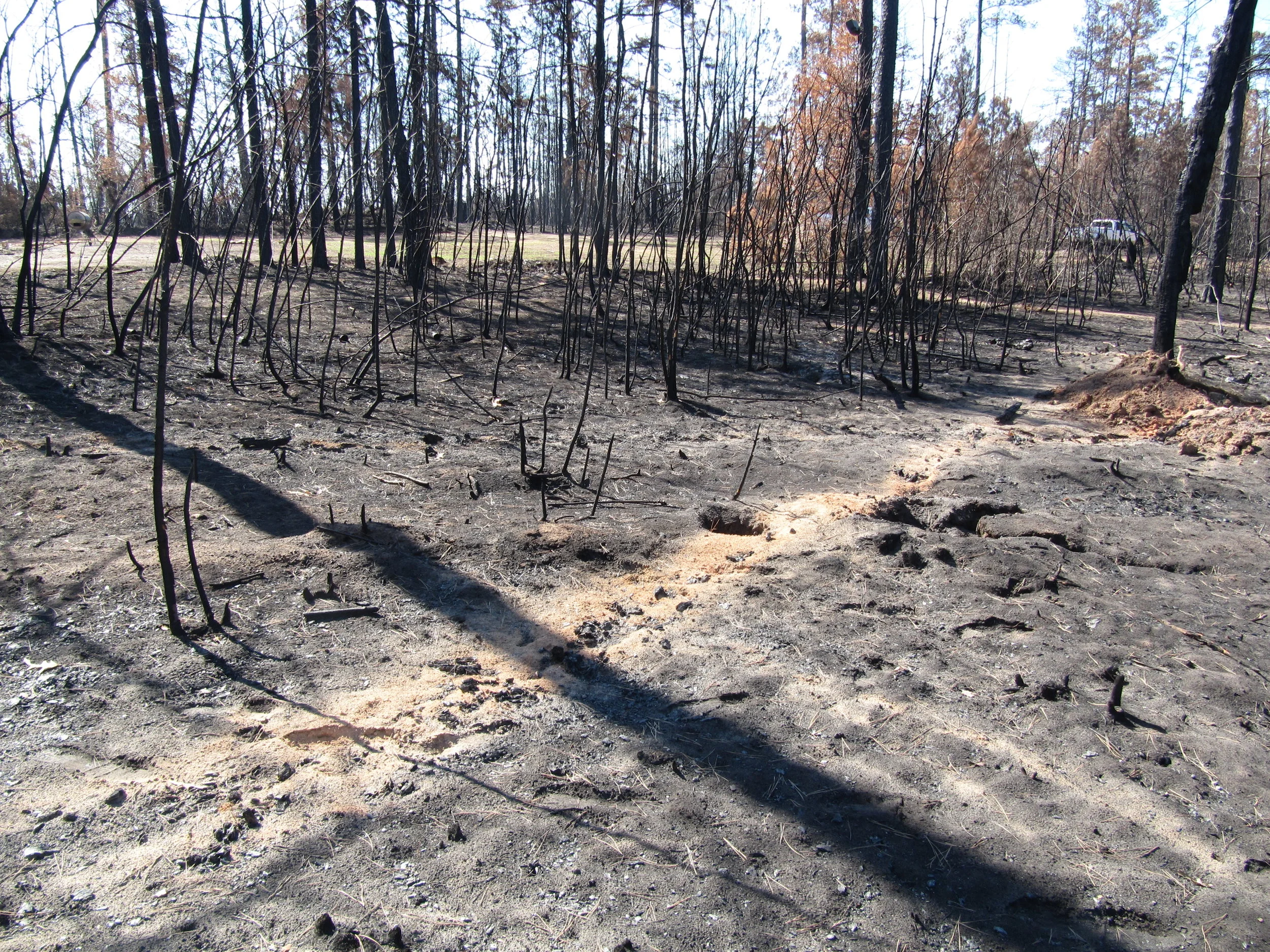 burned tree shadow.JPG