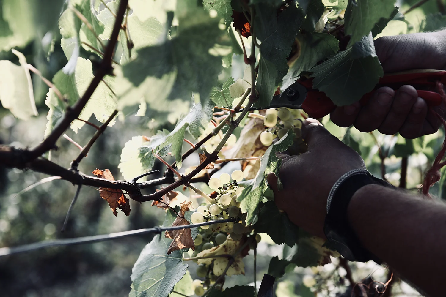 Why This Switzerland Winery La Maison du Moulin Is The Next Wine Lovers Destination