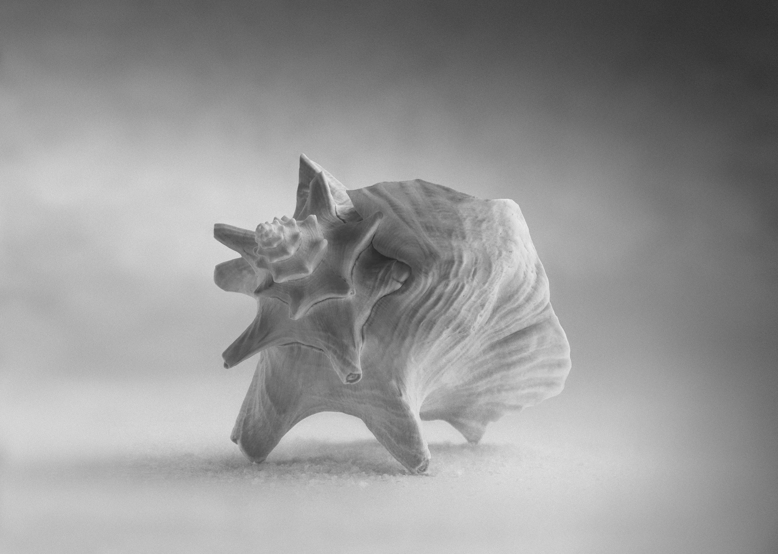 Conch Shell 2