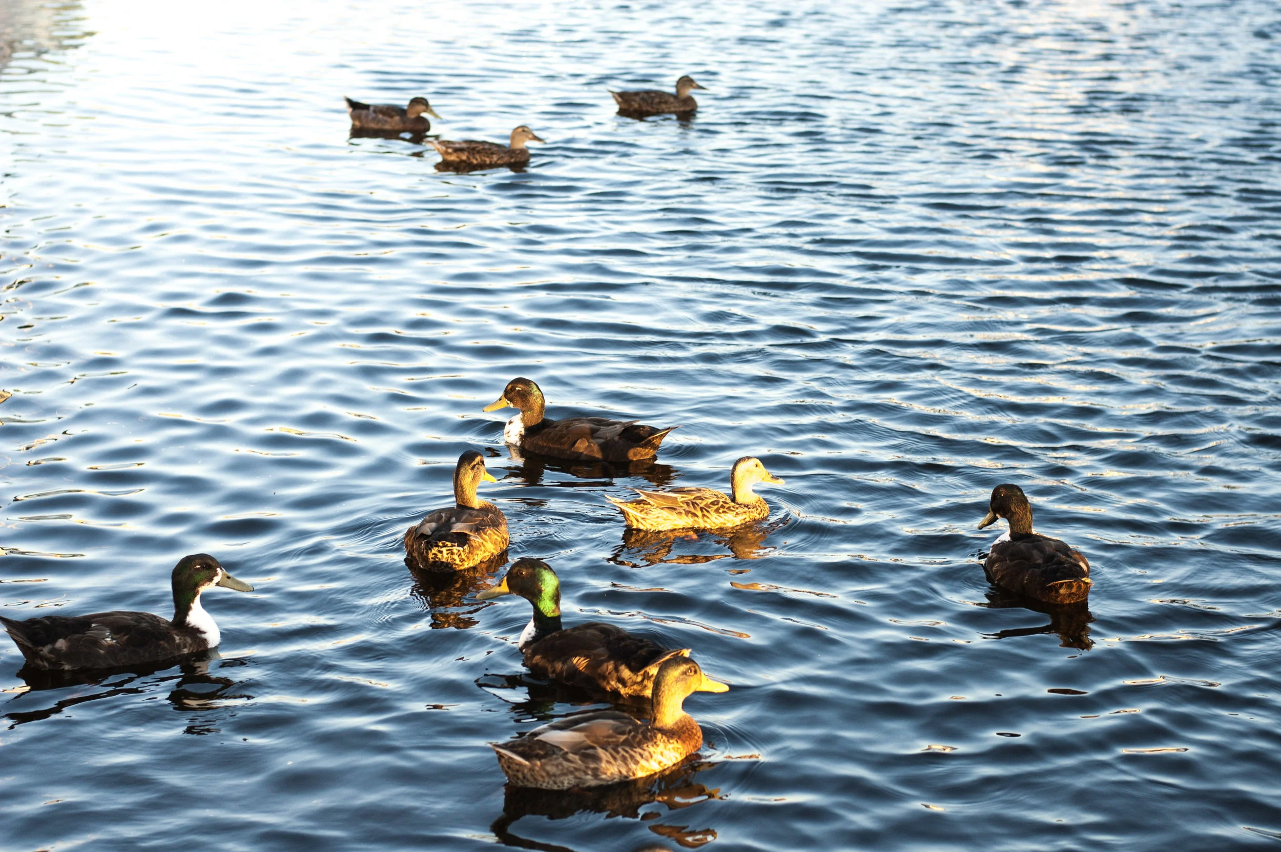 ducks