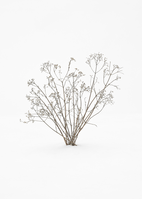 Trees and Bushes in Snow 6, 2015