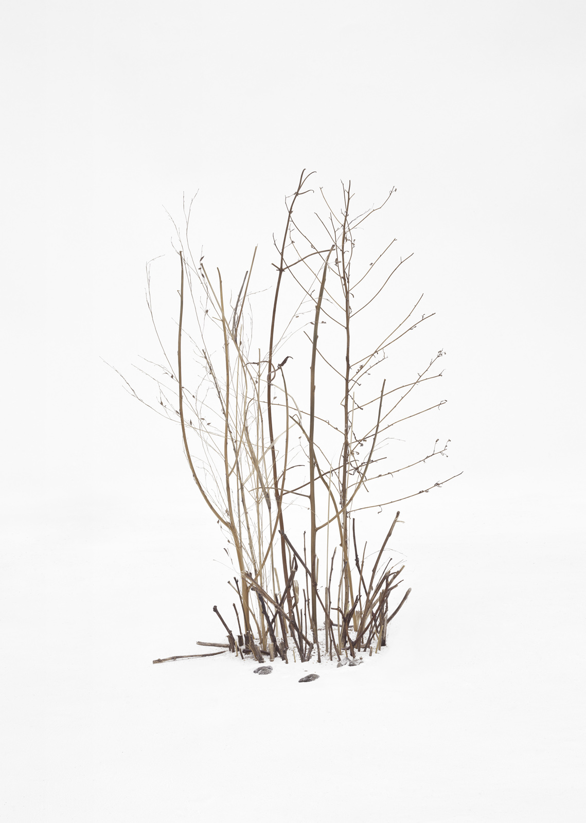 Trees and Bushes in Snow 1, 2015