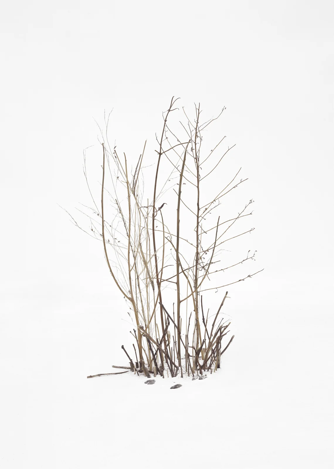 Trees and Bushes in Snow 1, 2015