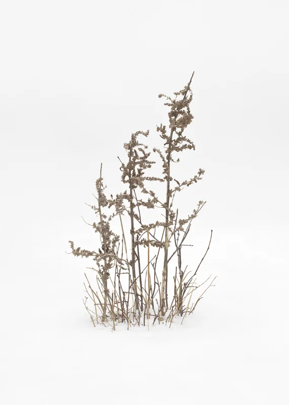 Trees and Bushes in Snow 2, 2015