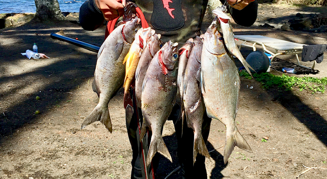 Fish caught by my friend, Lehia.