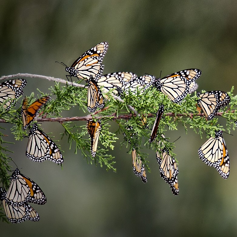 1600px-String_of_Monarchs,_Pismo_Preserve.jpg