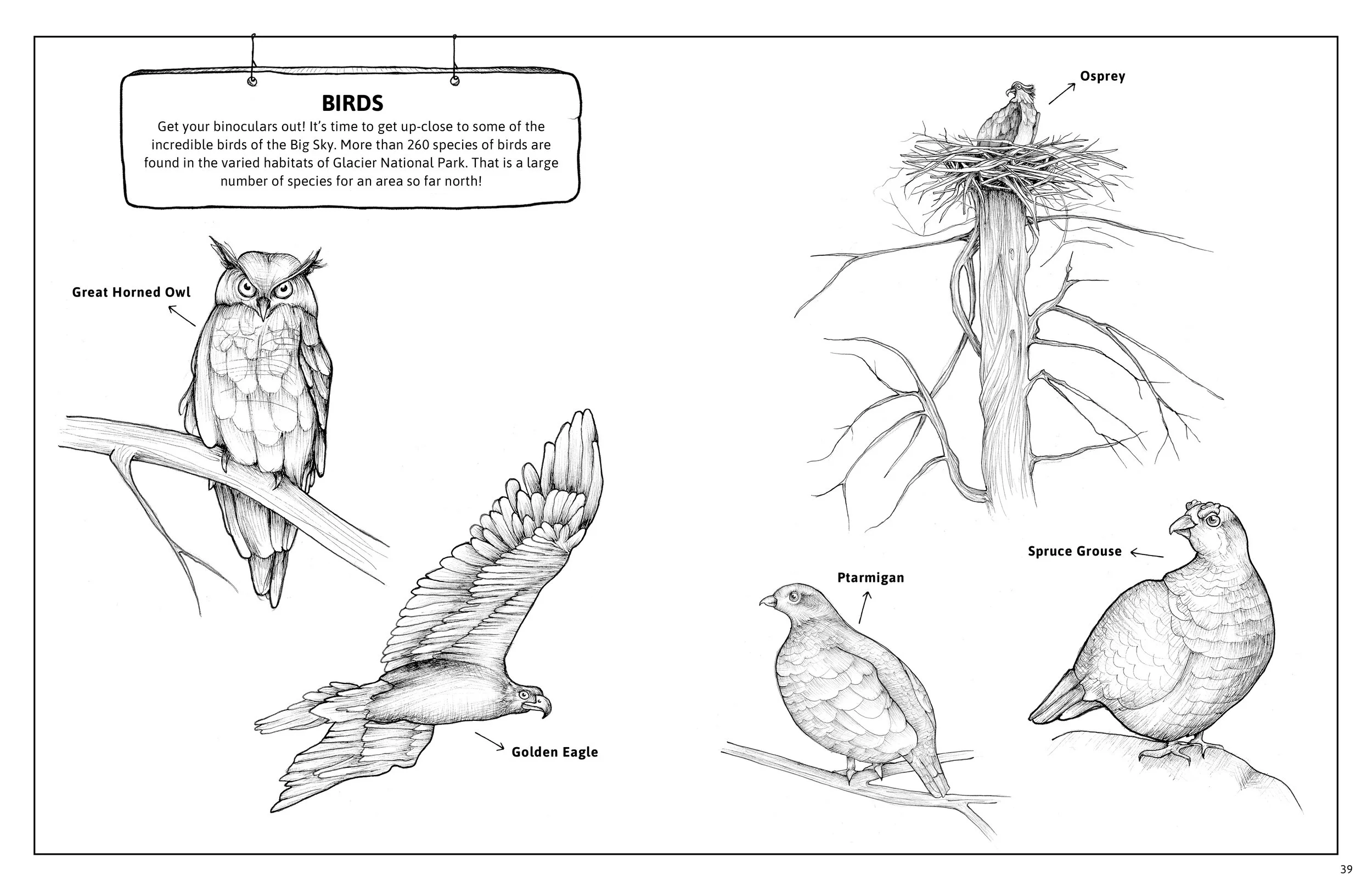 Glacier National Park Educational Coloring Book Becca Snyder