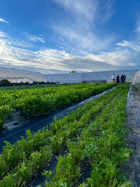 Harvest Dinner with Vitruvian Farms and The Sorting Table