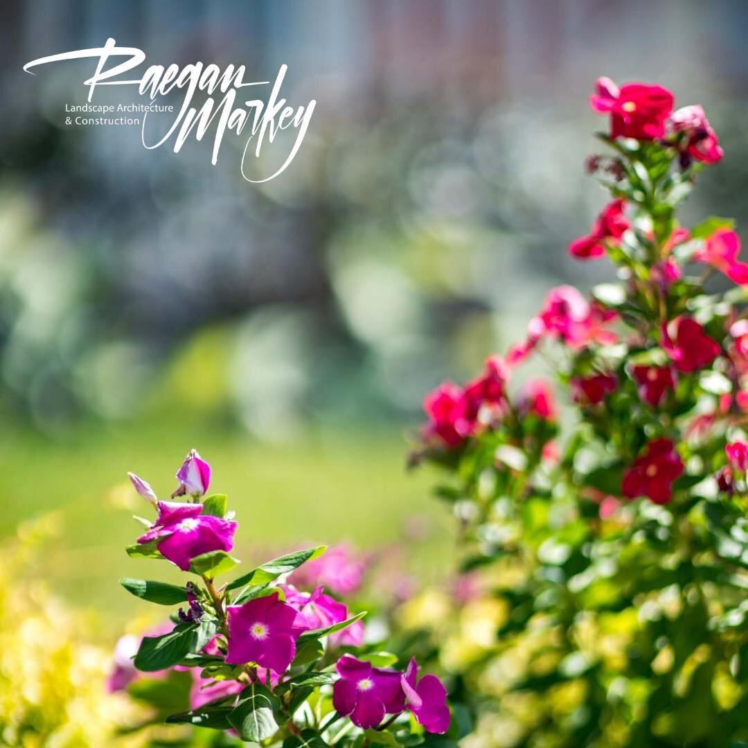 What is your favorite color to add to landscaping? Our coastal climate loves color - plants like firecracker bushes, bottlebrush and even delicates like pansies and snapdragons. Let's talk about what plants are a good fit for you!

#landscaping #land