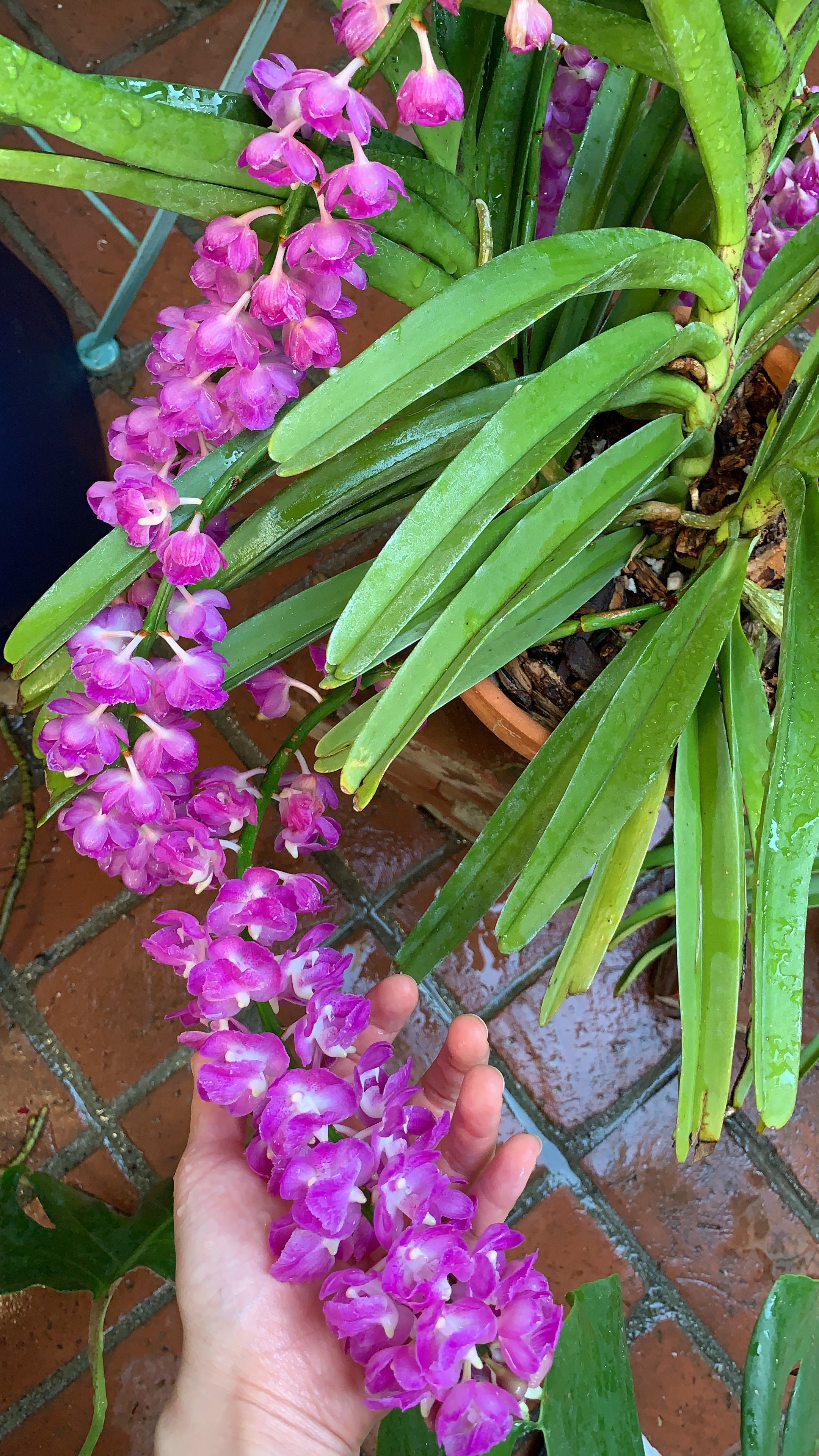 Orchid