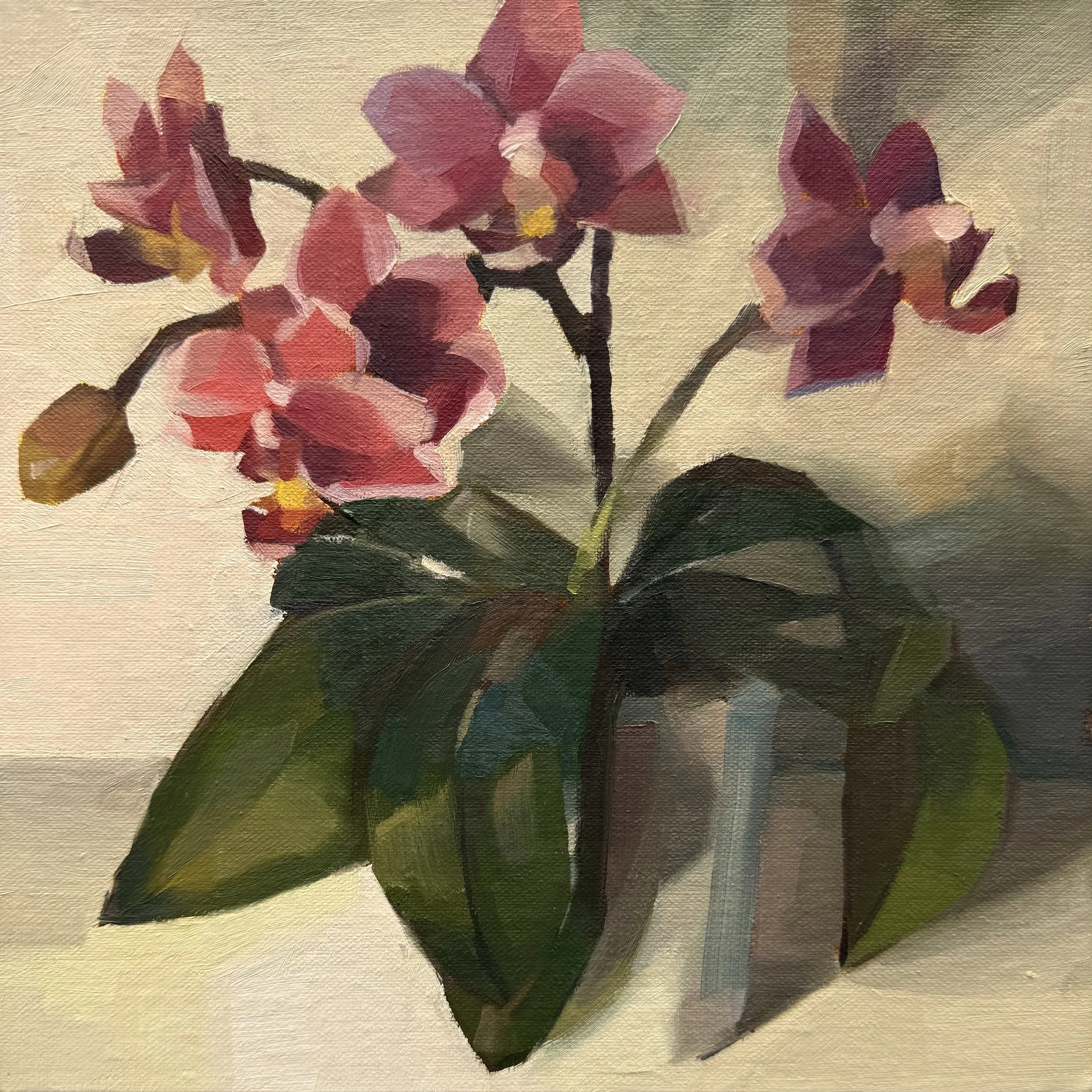 Pink Orchid