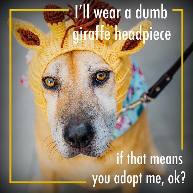 The costume department at @apurposefulrescue is on point 👌Let&rsquo;s give some love for #chalupathemu🌮 head over to @apurposefulrescue for more adoption info on Chalupa the cutie giraffie rescue ❤️
#
📸 @sothisisdog 
#
#rescuedog #funnydogs #adopt