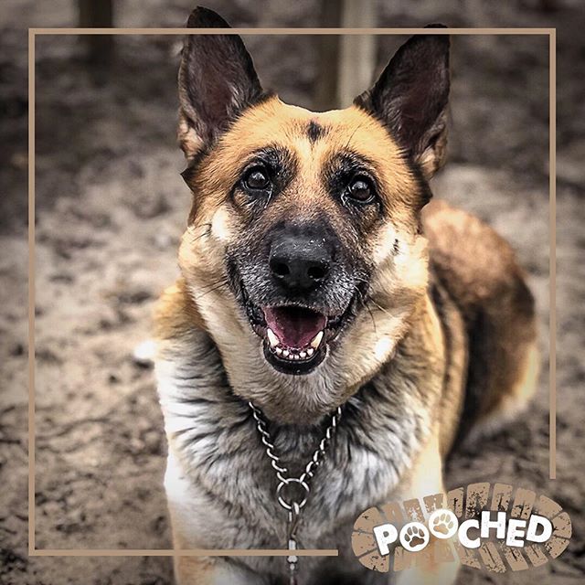 Check out this beautiful lady from our friends at @toronto_humane_society! Stay tuned as we are working with rescues and no-kill shelters across the US! If you live in the area you can learn more about them and become a foster or volunteer as well.
#