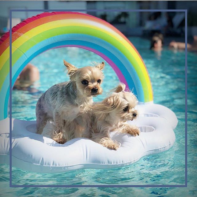Pooches and rainbows 🐶🌈 it&rsquo;s a look! Say hello to these cuties @taco_minnie! Brother and sister, friends of Pooched 😉 #yorkie #doglovers #dogsofinstagram #instadog