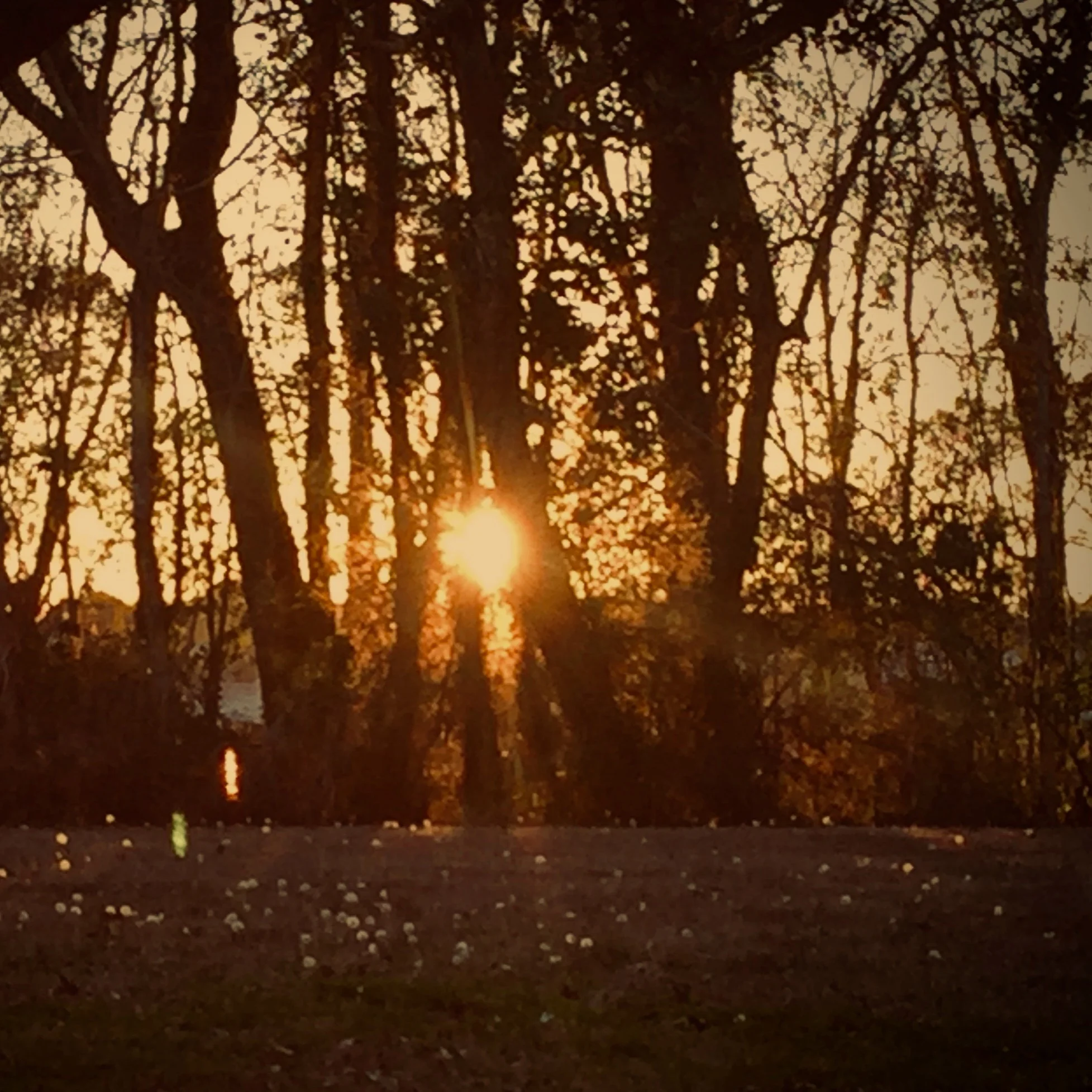 Sunset+study+through+trees.jpg