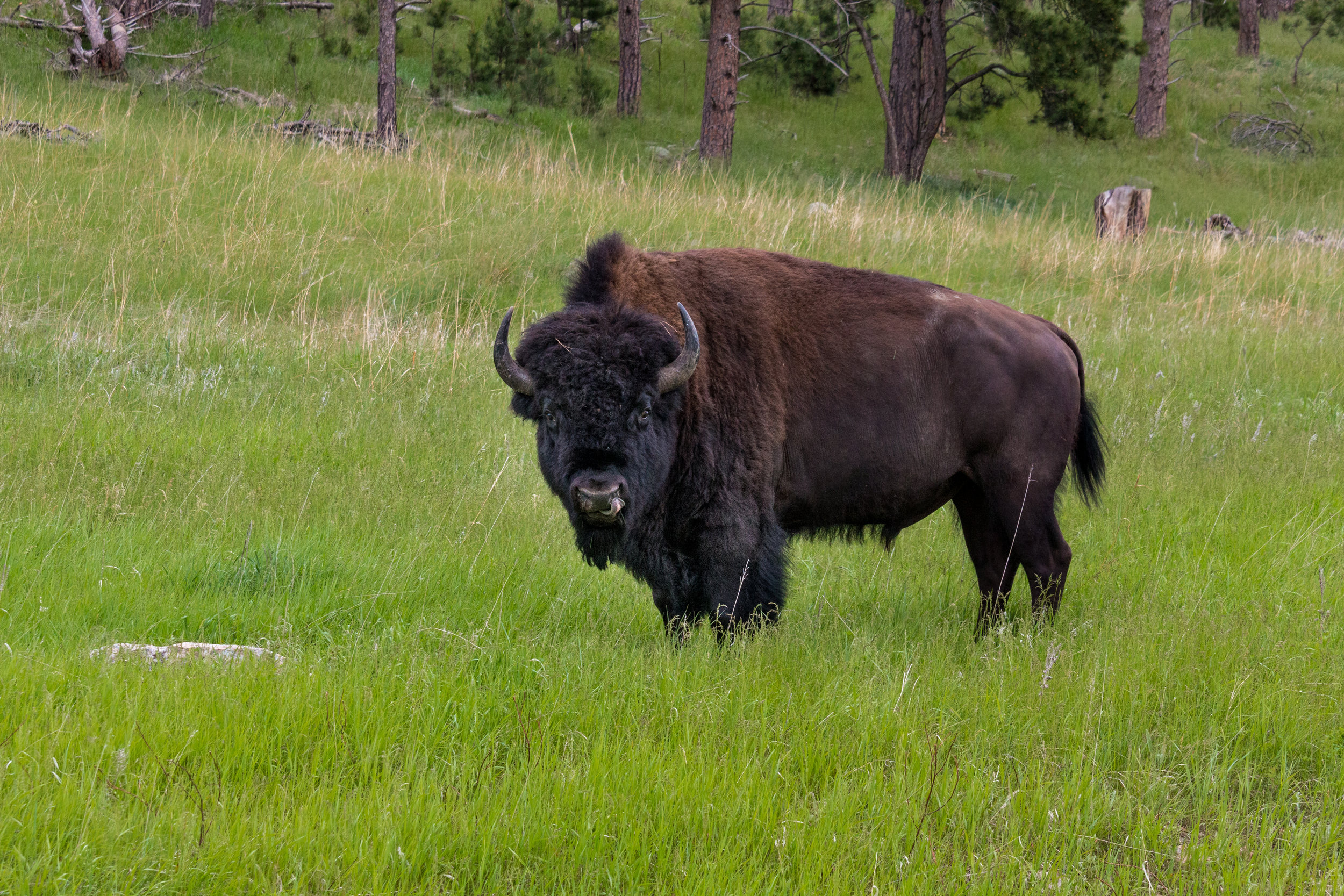 Eel River Bison Ranch Walking Tours 