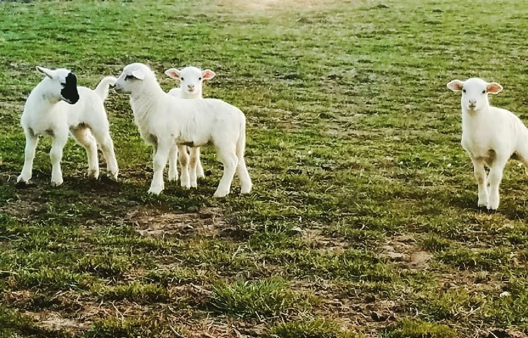 Know your Farmers: Guided Farm Tour at Grant Creek Farm