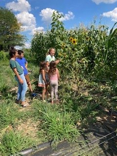 Learning about sunflowers and vegetables at DeCamp Gardens (Copy)