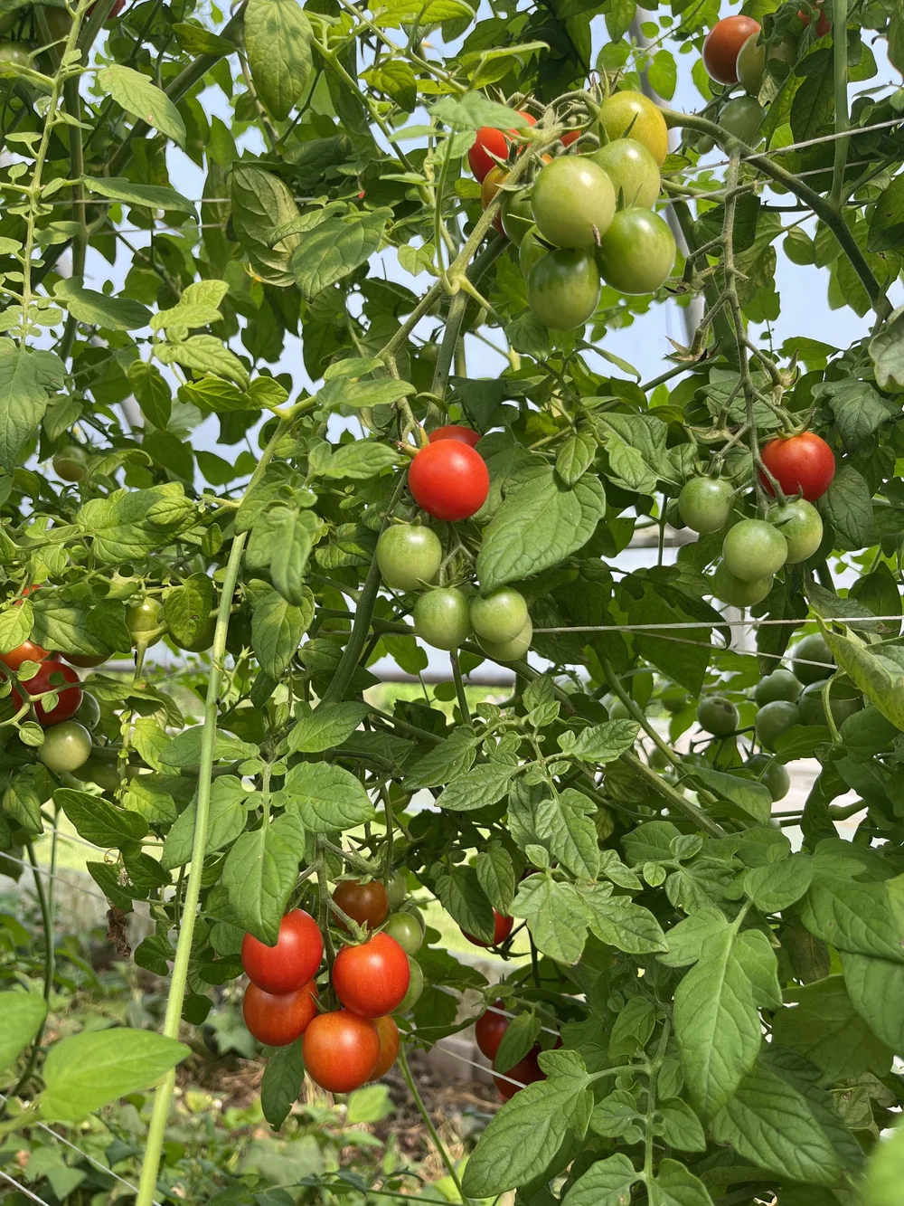 Cherry Tomatoes.jpg