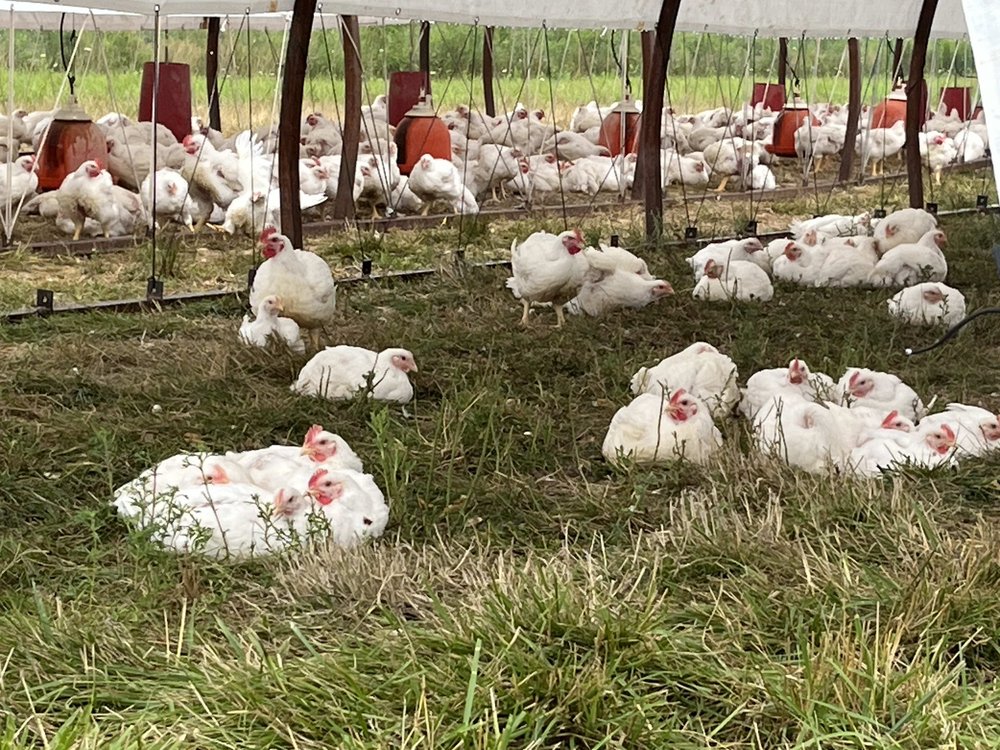 Relaxed chickens at Hoffman Organics.jpg