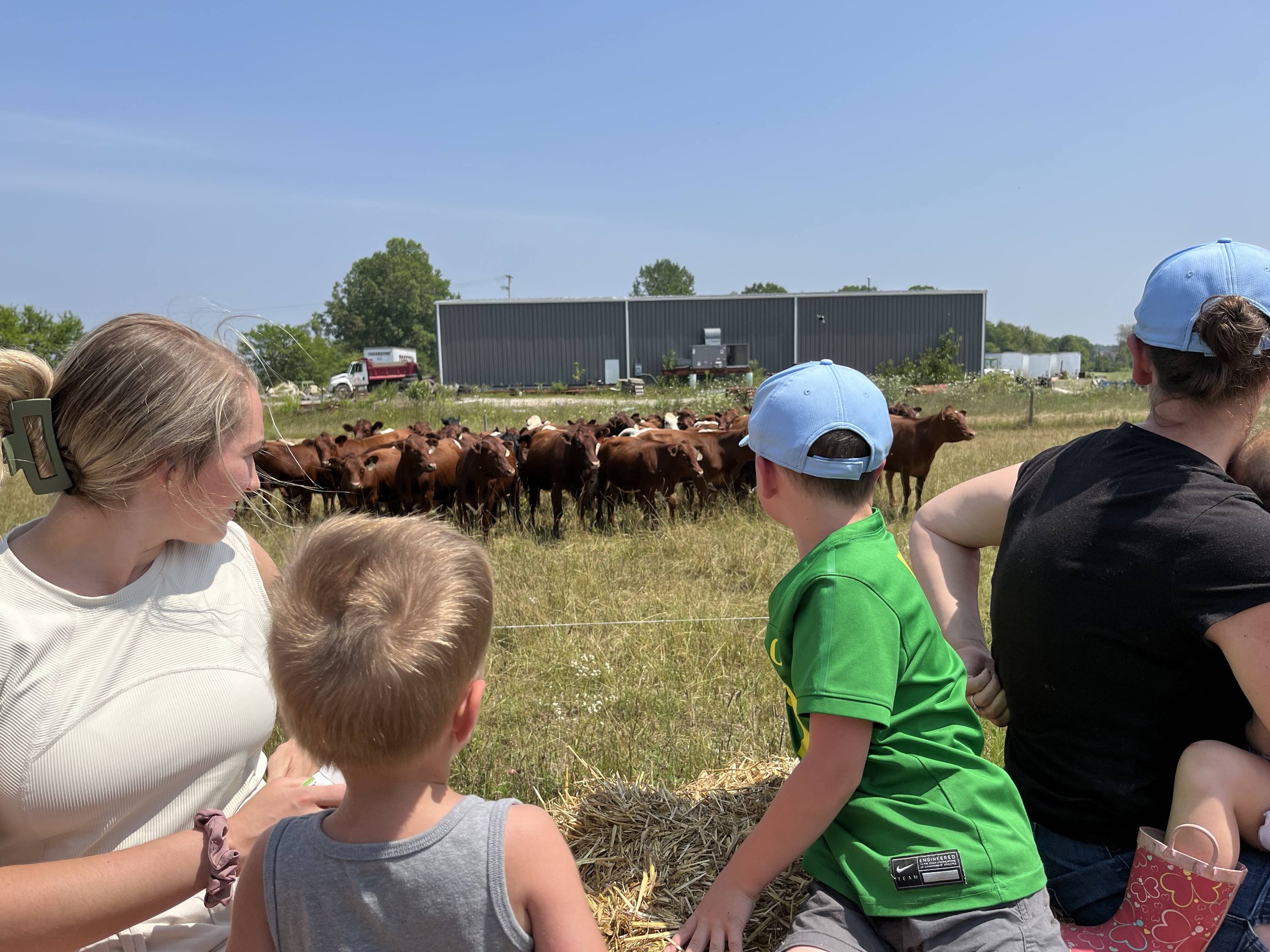 Seeing the cattle at Lone Tree Farms.jpg