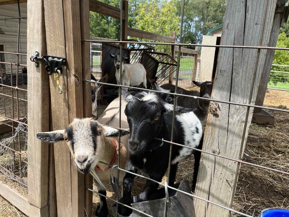 Goats at Esterline Farms.jpg