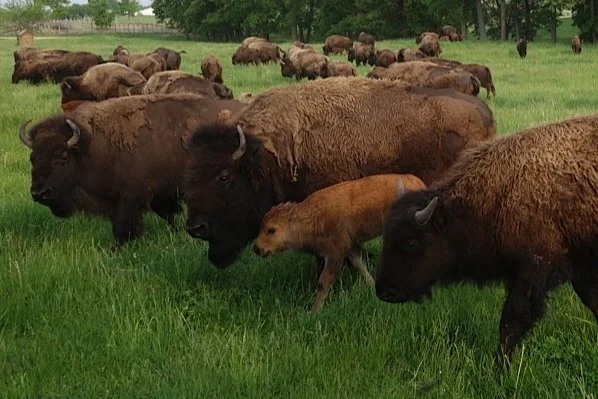 Wild Winds Buffalo Preserve