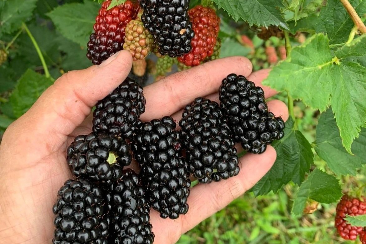 Family-friendly Blackberry Talk & Tour